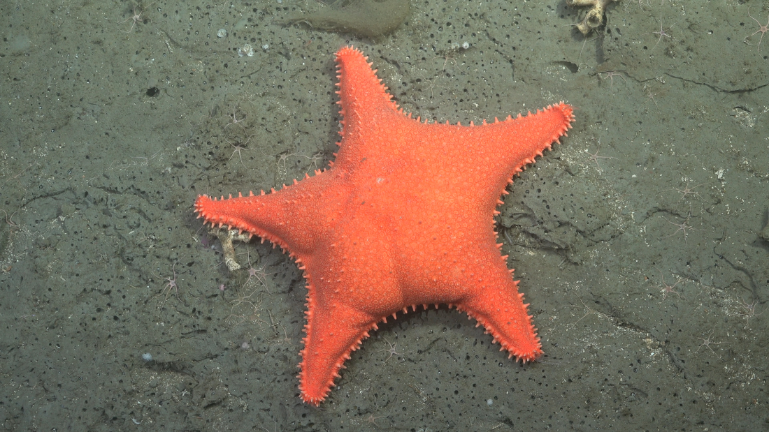 patrick star seastar with what look like butt cheeks